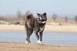 AKITA INU 187